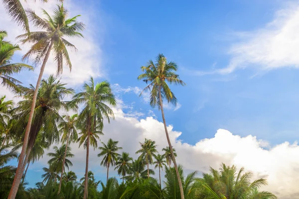 Coco träd med bule sky — Stockfoto