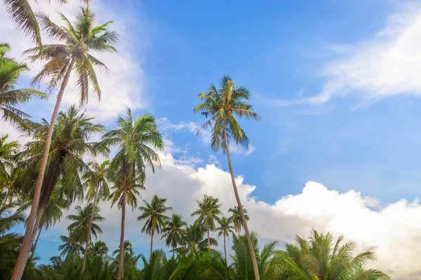 Albero di cocco con cielo bule — Foto Stock