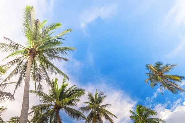 可可树与蓝色的天空 — 图库照片