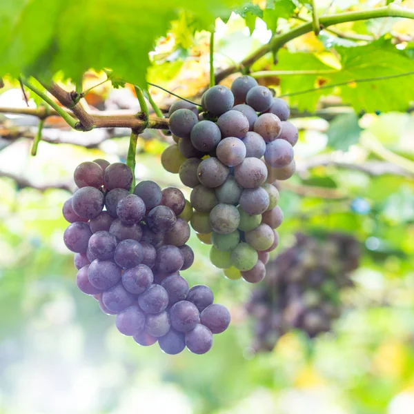 Pick up ripe grape in the Vineyards — Stock Photo, Image