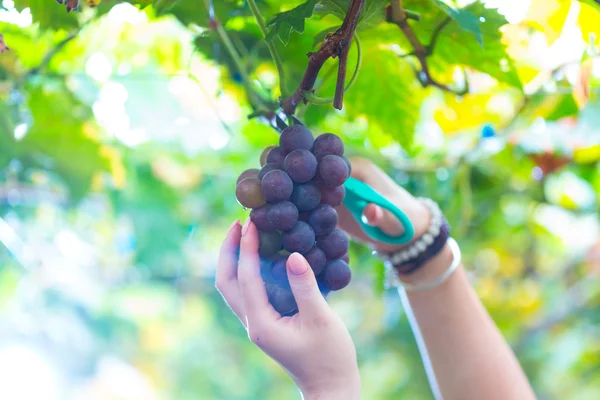 Recoger uva madura en los viñedos — Foto de Stock