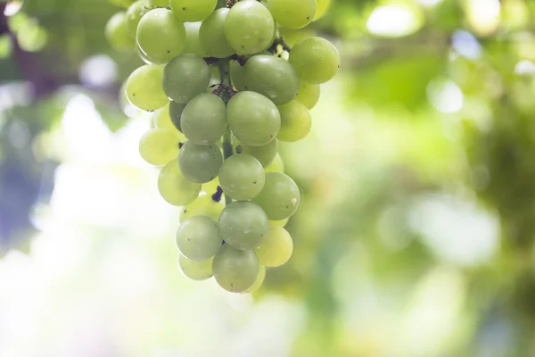 Pick up ripe grape in the Vineyards — Stock Photo, Image
