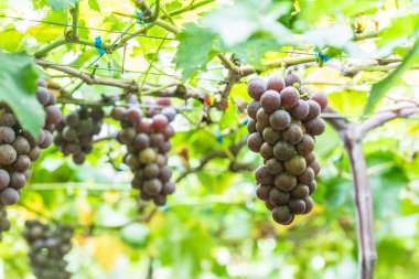Olgun üzüm bağları