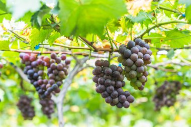 Olgun üzüm bağları