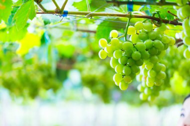 Olgun üzüm bağları