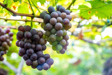 Olgun üzüm bağları