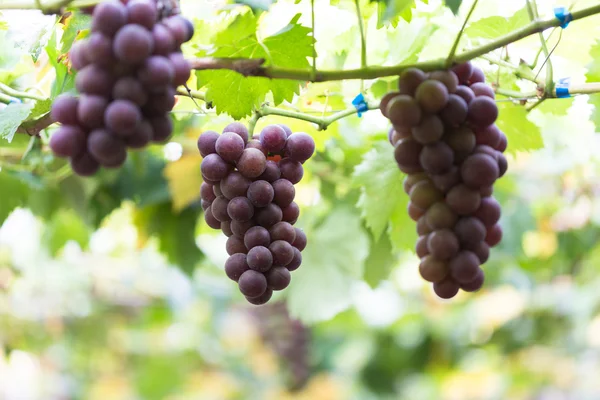 Ripe grape in the Vineyards — Stock Photo, Image