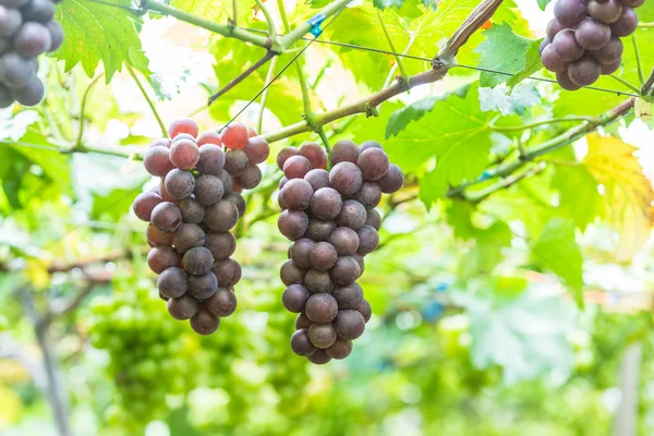 Uva madura en los viñedos — Foto de Stock