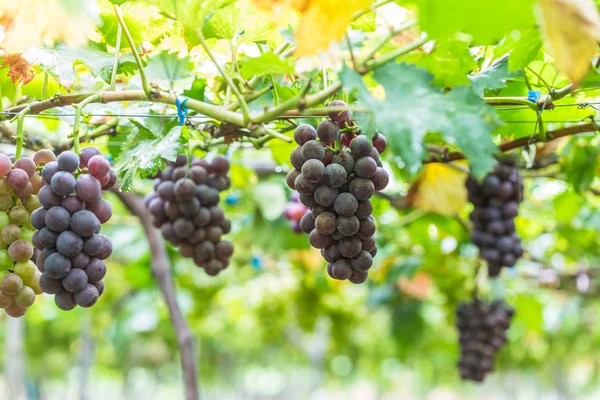 Ripe grape in the Vineyards — Stock Photo, Image