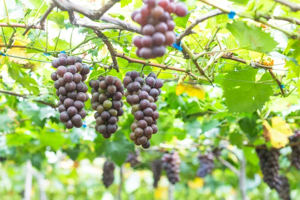 Uva madura en los viñedos — Foto de Stock