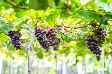 Olgun üzüm bağları