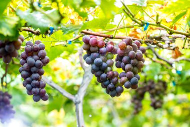 Olgun üzüm bağları