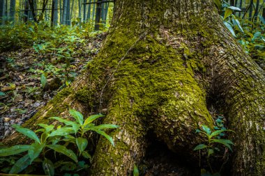 büyük ağacın kök Park