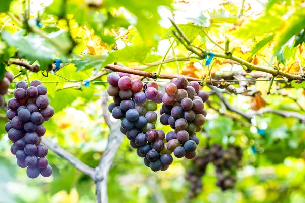 Olgun üzüm bağları