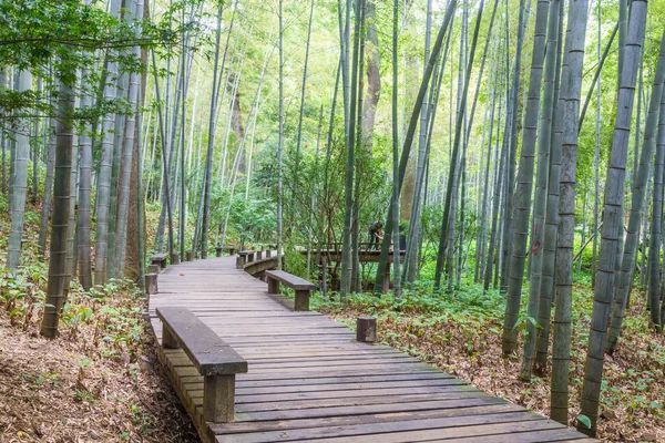 Weg in het park — Stockfoto