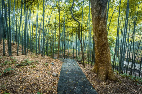 公園内の通路 — ストック写真