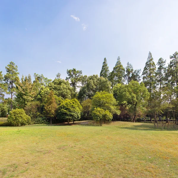 Prado com grama verde e árvores sob o céu azul — Fotografia de Stock