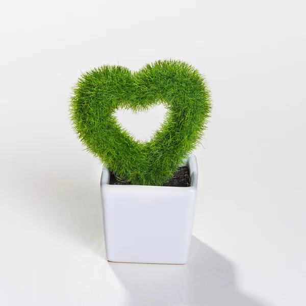 Planta en forma de corazón —  Fotos de Stock