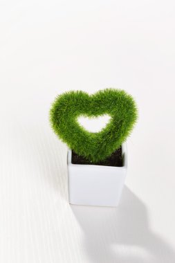 kalp şeklinde bitki