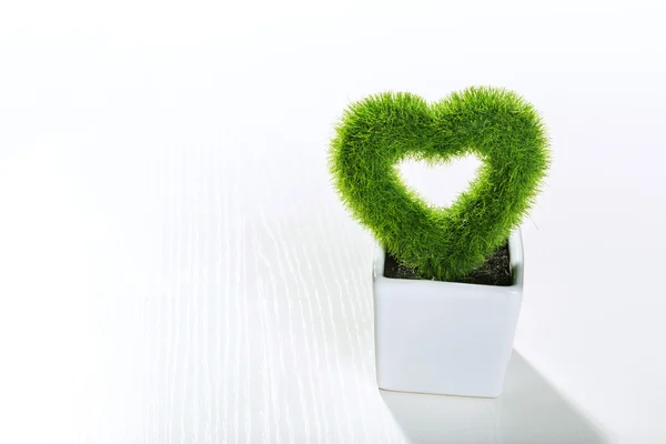 Heart-shaped plant — Stock Photo, Image