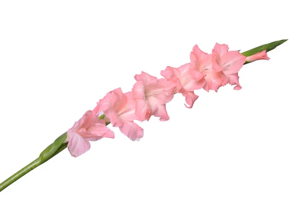 Pink flowers — Stock Photo, Image