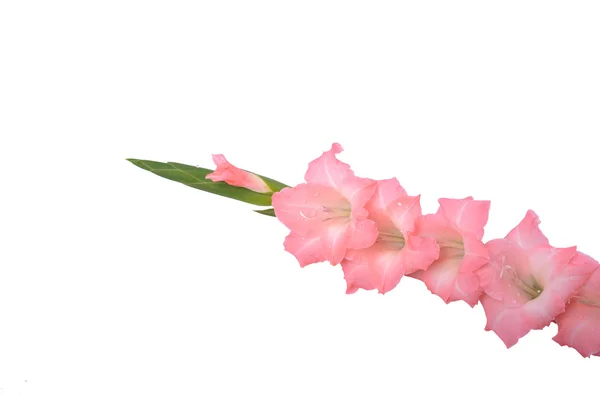 Flores cor de rosa — Fotografia de Stock