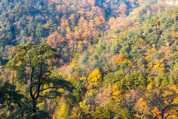 Foliage in the autumn — Stock Photo, Image