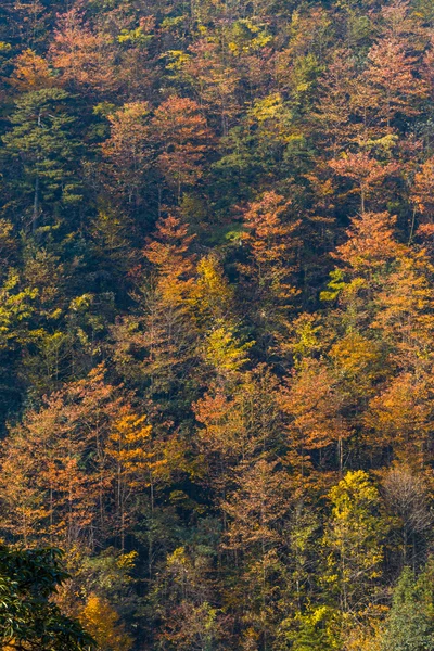 在秋天的树叶 — 图库照片
