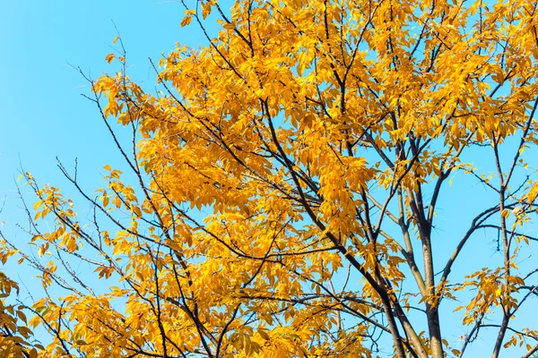 秋季树叶 — 图库照片