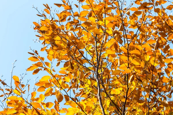 秋季树叶 — 图库照片