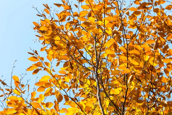 Herbstliches Laub — Stockfoto