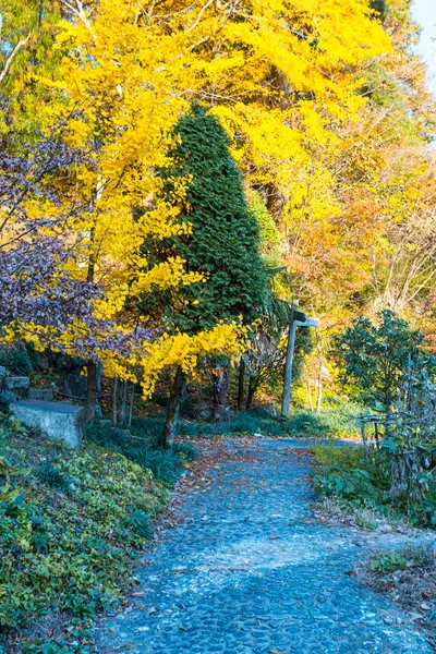 Colline d'automne — Photo