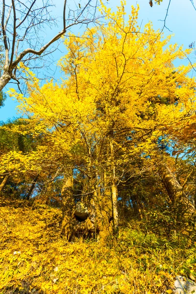 Cores do outono — Fotografia de Stock