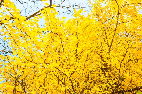 Herbstfarben — Stockfoto