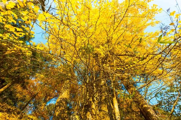 Cores do outono — Fotografia de Stock