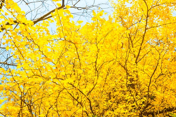 Herbstfarben — Stockfoto