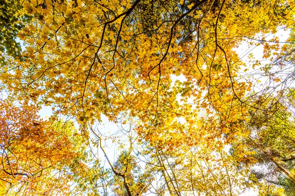 Podzimní barvy — Stock fotografie