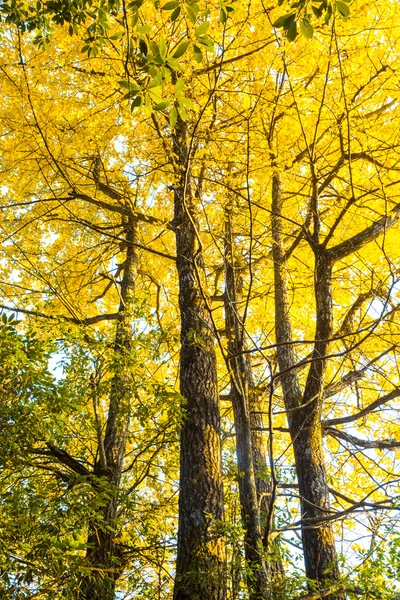 Cores do outono — Fotografia de Stock