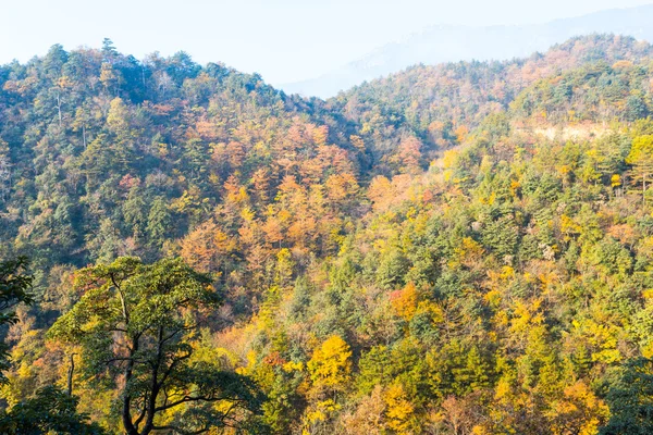 Colorful foliage — Stock Photo, Image