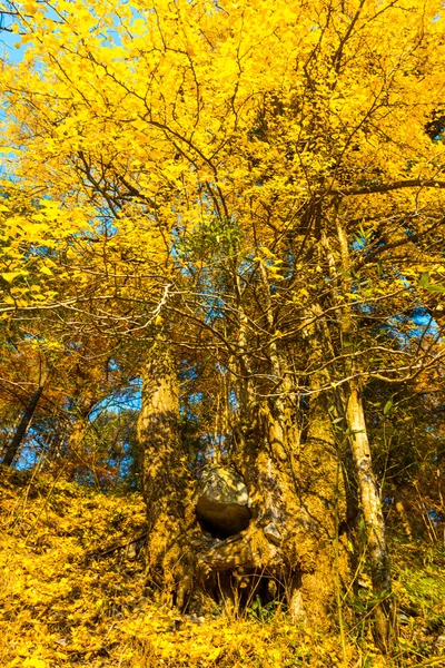 Colori d'autunno — Foto Stock