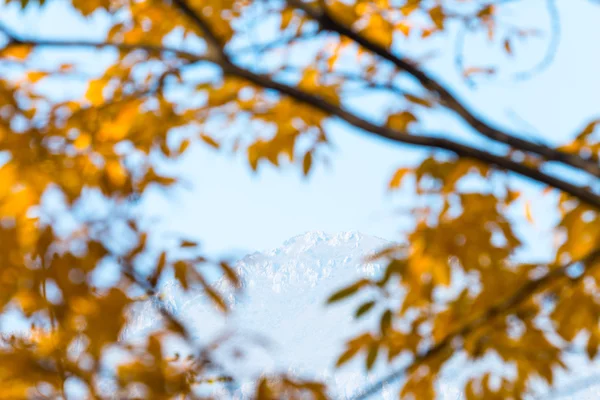 Autumnal foliage