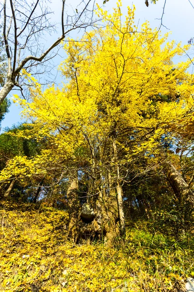 Autumn Colours — Stock Photo, Image