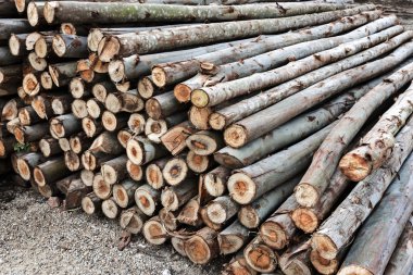 Piled tree trunks