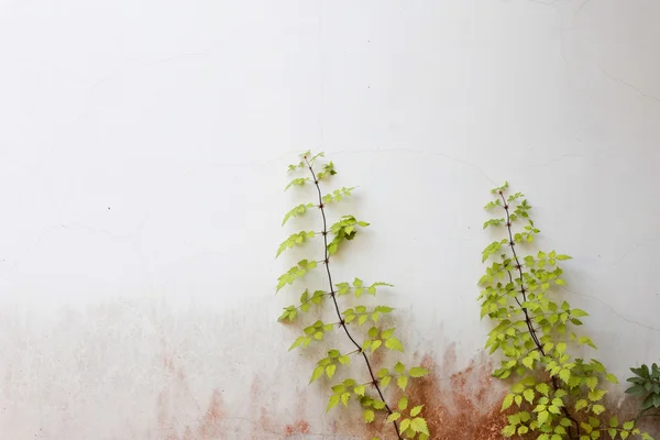 Grön ranka växtodling på vit vägg — Stockfoto