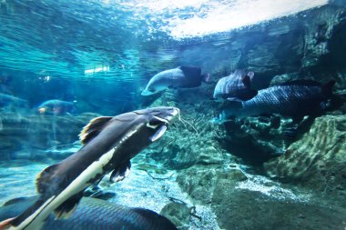 tropikal tatlı su akvaryumu