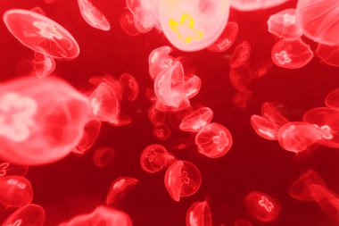 muhteşem deniz anası