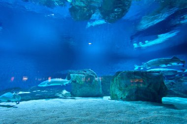 akvaryum içinde çok sayıda balıklar