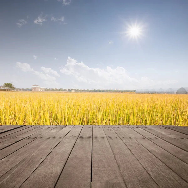 Рисове поле з дерев'яною дошкою — стокове фото