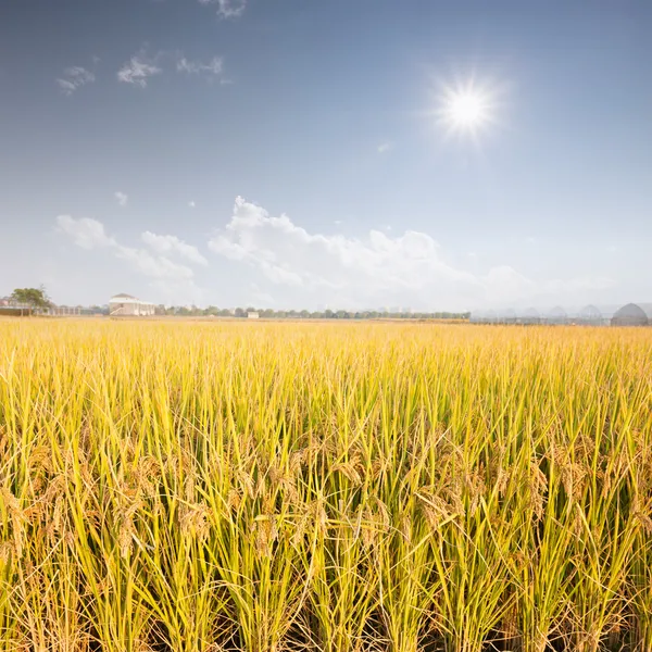 Campo de arroz al sol — Foto de Stock