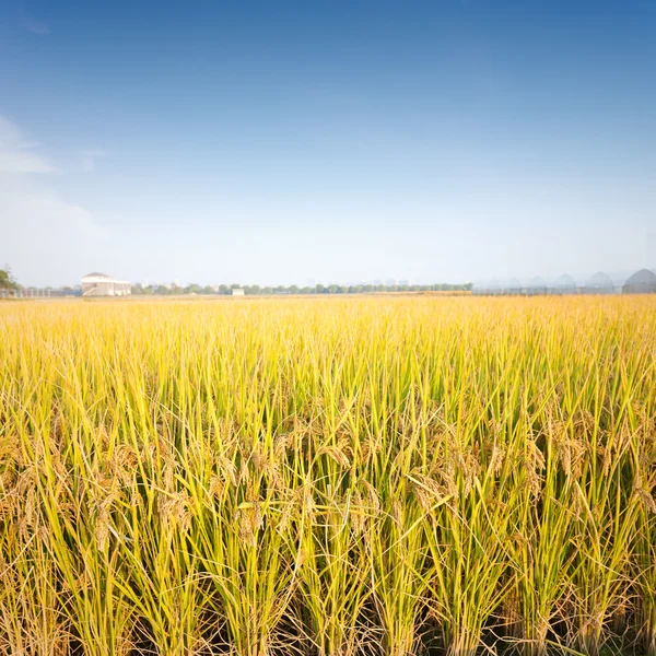 Campos de arroz — Fotografia de Stock